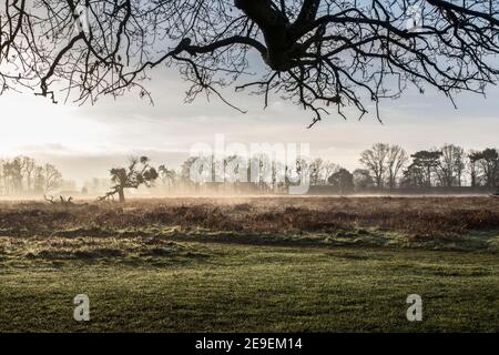 Perfekte Tageszeit die goldene Stunde im buschigen Park surrey Stockfoto