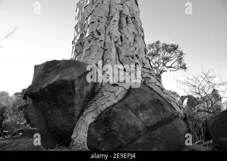 Namibia; ein quivertree Wurzel selbst Holding auf vulkanische Steine in der Nähe von Keetmanshoop Stockfoto