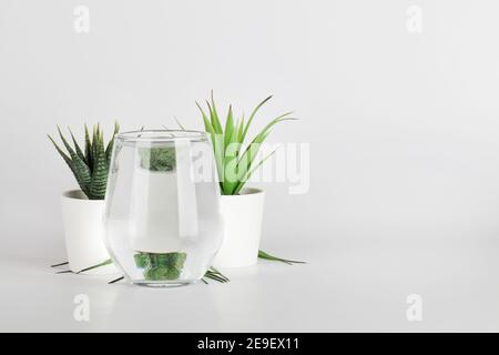 Pflanzen in Töpfen verzerrt durch Wasser in Glas auf weißem Hintergrund. Home Dekor, umweltfreundlich, entspannen, Gartenkonzept. Kopieren Raum Stockfoto