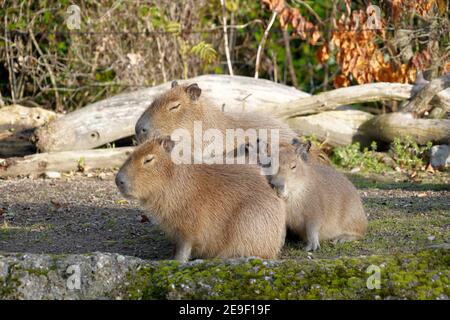 Capybara, lateinisch Hydrochoerus hydrochaeris genannt, Familie von zwei erwachsenen Tieren und einem Baby, das mit geschlossenen Augen zusammen sitzt und warme Sonne genießt. Stockfoto