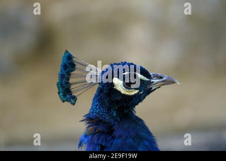 Kopf des männlichen Pfaus, auch Indianer oder Pfauenhuhn genannt, in Latein Pavo cristatus. Es ist Nahaufnahme laterale Ansicht, mit viel Platz für die Kopie auf der Rückseite. Stockfoto