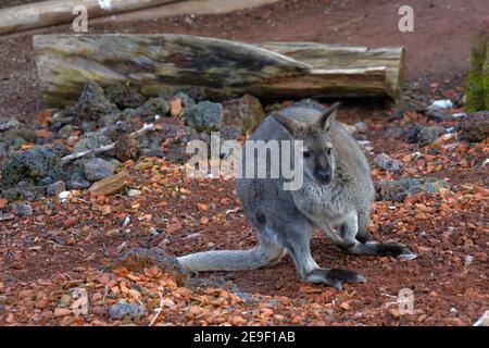 Wallaby, ein in Australien heimischer Makropoden, lebt in Gefangenschaft und sitzt auf der künstlichen Oberfläche seines Gehäuses. Es ist bedrohte Arten. Stockfoto