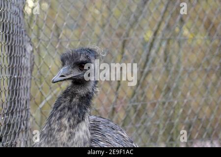 Strauß oder gewöhnlicher Strauß, in Latein Struthio camelus genannt. Porträt eines jungen Vogels in Seitenansicht mit viel Kopieplatz auf dem Hintergrund. Der Stockfoto