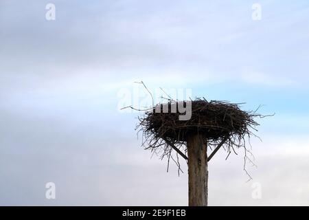 Großes Vogelnest auf einer hohen Betonsäule gebaut. Es besteht aus Zweigen, die in alle Richtungen zeigen. Es gibt Himmel mit viel Kopierplatz auf dem Hintergrund. Stockfoto