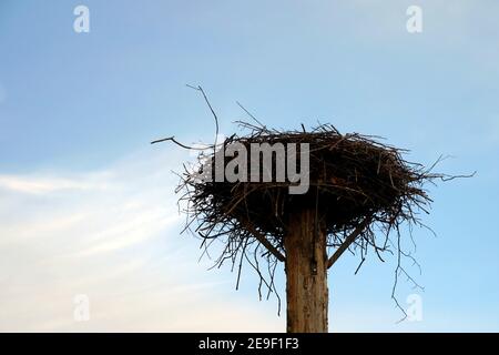 Großes Vogelnest auf einer hohen Betonsäule gebaut. Es besteht aus Zweigen, die in alle Richtungen zeigen. Es gibt Himmel mit Kopierplatz auf dem Hintergrund. Stockfoto