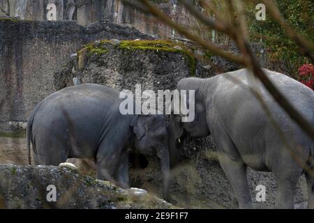 Zwei indische Elefanten, in Latein Elephas maximus indicus in der Seitenansicht genannt, erwachsenes Tier und junger, in Gefangenschaft lebend. Sie spielen. Stockfoto