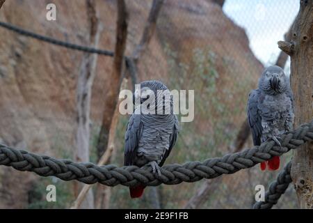 Zwei graue Papageien, lateinisch psirttacus erithacus genannt, sitzen auf einem Seil in einem künstlichen Gehege. Tiere leben in Gefangenschaft. Stockfoto