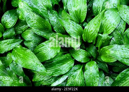 Grüne Hosta lancifolia Blätter mit Tropfen Tau, natürlichen Hintergrund Stockfoto