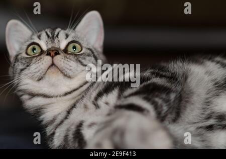 Britische silberne gestromte Katze liegend und umherschauend, sehr nette und niedliche graue Katze. Stockfoto
