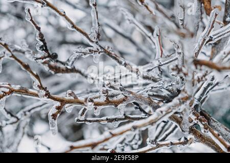 Eisiger Regen, Vereisungsgefahr. Gefrorener Baum Zweig in der Winterstadt. Eisige Äste aus nächster Nähe. Vereisung, gefrorene Büsche. Selektiver Fokus, Bokeh Stockfoto