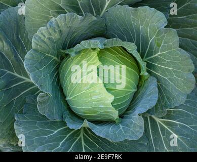 Nahaufnahme grünen frischen Kohl reifen Köpfe wachsen in der Farm Field Stockfoto