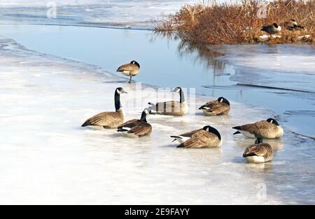 Eine Herde Kanadagänse, die auf einem Schnee und Eis bedeckt Marsh im frühen Frühjahr Stockfoto