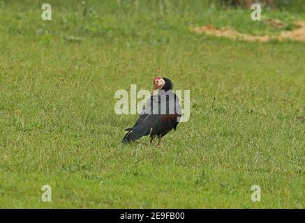 Südliche Kahle Ibis (Geronticus calvus) Erwachsene Preening Steenkampsberg Range, Südafrika November Stockfoto