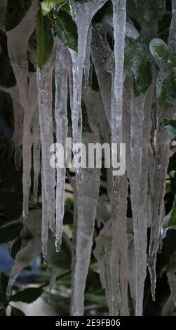 Portrait Bild von langen klaren Eiszapfen hängen von Baum in Winter Stockfoto