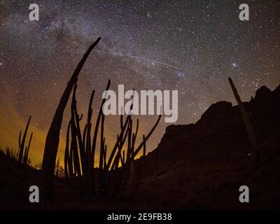 Orgelpfeifenkaktus bei Nacht mit Geminid Meteor Dusche, Organ Pipe Cactus National Monument, Arizona, USA. Stockfoto