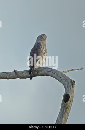 Südlicher gebänderter Schlangenadler (Circaetus fasciolatus) Erwachsener auf dem toten Baum St Lucia, Südafrika November Stockfoto