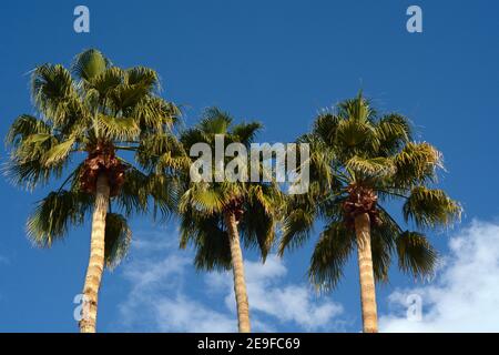 Palmen wachsen in Palm Springs, Kalifornien