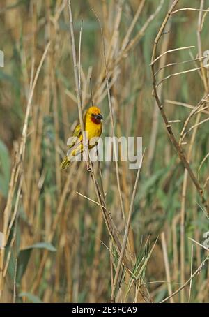 Southern Brown-throated Weaver (Ploceus xanthopterus marleyi) erwachsenen Männchen thront auf Schilf St. Lucia, Südafrika November Stockfoto