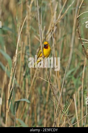 Southern Brown-throated Weaver (Ploceus xanthopterus marleyi) erwachsenen Männchen thront auf Schilf St. Lucia, Südafrika November Stockfoto