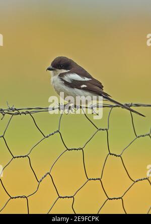 Southern Fiscal (Lanius collaris pyrrhostictus) Erwachsener thront auf Zaun Dullstroom, Südafrika November Stockfoto