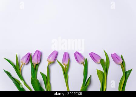 Reihe von lila Tulpen auf weißem Hintergrund. Frühjahr Saison Konzept. Minimale Zusammensetzung. Reihe von bunten Tulpen Blumen flach legen mit Copy Space Stockfoto