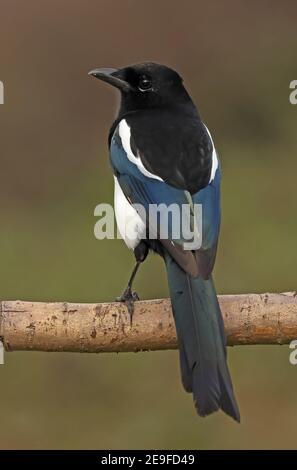 Eurasische Elster (Pica pica pica pica) unreif auf dem toten Zweig Eccles-on-Sea, Norfolk, Großbritannien September Stockfoto