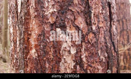 Schöner Hintergrund zeigt mehrfarbige Baumstamm von Nadelbaum im Wald Stockfoto