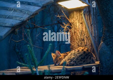 Magdeburg, Deutschland. Januar 2021, 21st. Ein Serval (Leptailurus serval) schläft unter einer Wärmelampe in seinem Gehege im Magdeburger Zoo. Quelle: Klaus-Dietmar Gabbert/dpa-Zentralbild/ZB/dpa/Alamy Live News Stockfoto