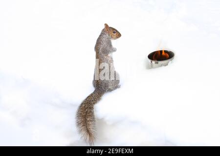 Eichhörnchen Spaß im Winter, spielen im Schnee. Stockfoto