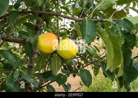 Gelbe Äpfel auf Obstgarten Bauernhof Nahaufnahme auf Baum Zweig Stockfoto