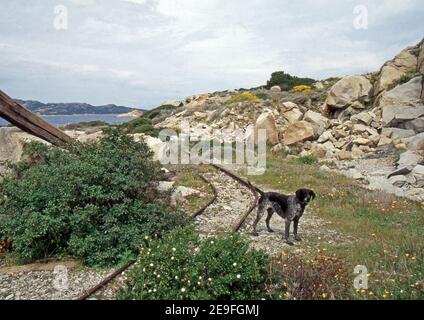 La Maddalena Archipel, Sardinien, Italien. Maddalena Island. Alter Steinbruch Cala Francese (gescannt von Farblider) Stockfoto