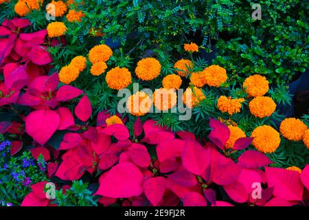 Selektive Fokusaufnahme von schönen Ringelblumen und rosa Weihnachtsstern Blumen Im Garten Stockfoto