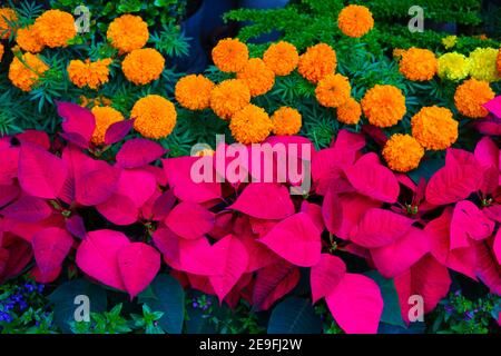 Selektive Fokusaufnahme von schönen Ringelblumen und rosa Weihnachtsstern Blumen Im Garten Stockfoto