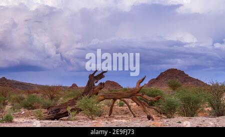 Wüstenlandschaft in der grünen kalahari Region im Norden Kap Provinz von Südafrika Stockfoto