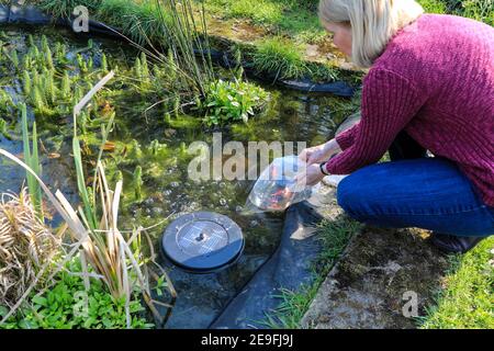 Eine Frau leert einen Beutel Goldfisch, (Carassius auratus), in einen heimischen Teich, Stoke-on-Trent, Staffordshire, England, Großbritannien Stockfoto