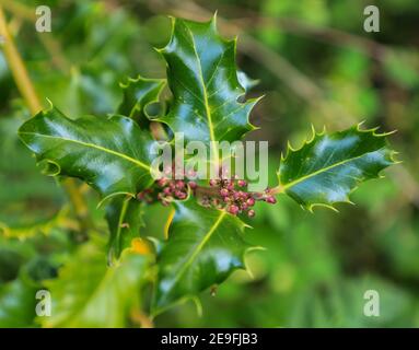 Blüten der Stechpalme (Ilex aquifolium), der Stechpalme oder der englischen Stechpalme, Staffordshire, England, Großbritannien Stockfoto