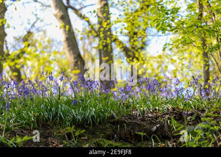 Ein englisches Bluebell Holz im Frühling mit den Blättern auf den Bäumen gerade herauskommen, England, Großbritannien Stockfoto