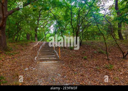 Treppe mit Steinen in einem dichten Wald gesäumt Stockfoto