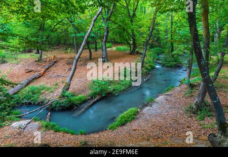 Kleiner Fluss in einem dichten Wald im Herbst Stockfoto