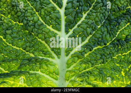 (Selektiver Fokus) Nahaufnahme eines grünen wirsing-Kohlblattes. Makrobild eines frischen Gemüses, das eine natürliche Textur bildet. Stockfoto