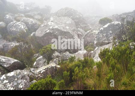 Gras und kleine grüne Büsche wachsen über große Felsen, Nebel rollt über - typische Szene gesehen während der Wanderung zum Pic Boby Gipfel in Andringitra, Madagaskar Stockfoto