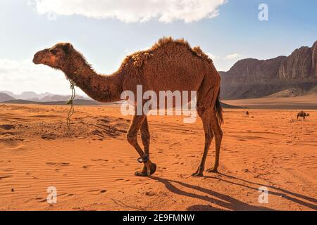 Kamele wandern auf oranger Wüste, ein großes Tier im Vordergrund, Berge im Hintergrund, typische Wadi Rum Landschaft Stockfoto