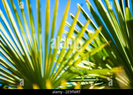 (Selektiver Fokus) Nahaufnahme einer grünen Cycas-Blätter mit einem blauen Himmel im Hintergrund. Stockfoto