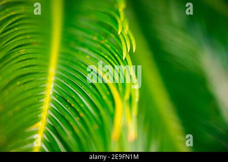(Selektiver Fokus) Nahaufnahme eines grünen Cycas-Blattes, das einen natürlichen Hintergrund bildet. Makrobild eines grünen Blattes mit Kopierraum. Stockfoto