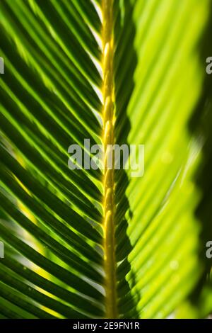 (Selektiver Fokus) Nahaufnahme eines grünen Cycas-Blattes, das einen natürlichen Hintergrund bildet. Makrobild eines grünen Blattes mit Kopierraum. Stockfoto