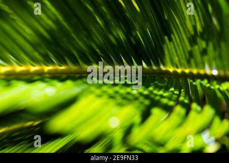 (Selektiver Fokus) Nahaufnahme eines grünen Cycas-Blattes, das einen natürlichen Hintergrund bildet. Makrobild eines grünen Blattes mit Kopierraum. Stockfoto