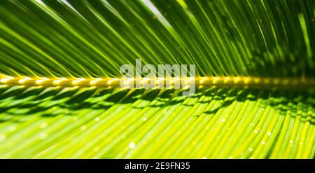 (Selektiver Fokus) Nahaufnahme eines grünen Cycas-Blattes, das einen natürlichen Hintergrund bildet. Makrobild eines grünen Blattes mit Kopierraum. Stockfoto