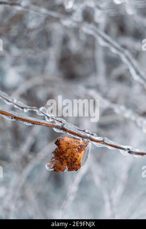 Eisiger Regen, Vereisungsgefahr. Gefrorener Baum Zweig in der Winterstadt. Eisige Äste aus nächster Nähe. Vereisung, gefrorene Büsche. Selektiver Fokus, Bokeh Stockfoto