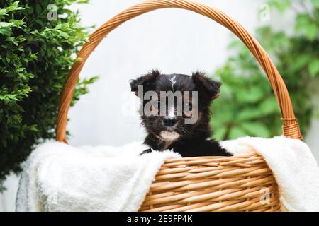 Schwarzer Welpe sitzt im Korb auf dem Hintergrund der grünen Natur. Fröhlicher Hundehuh, nicht reinrassig auf weißer Decke draußen im Sommer. Stockfoto