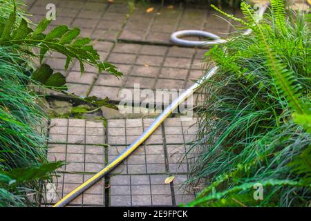 Ein Schlauch zur Bewässerung von Pflanzen liegt auf einem Weg in einem botanischen Garten zwischen tropischen Pflanzen. Pflege von Blumen und Bäumen. Stockfoto